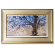 中島千波「常照皇寺の九重桜」