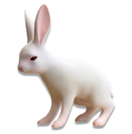 土屋仁応 Rabbit A